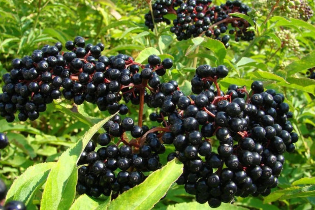 Черният бъз Sambucus nigra е една от най ценните билки