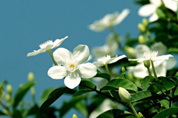 Зимният жасмин  Jasminum nudiflorum е едно от най рано цъфтящите растения които