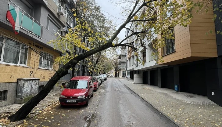 Опасно дърво застрашава живота на русенци, институциите бездействат