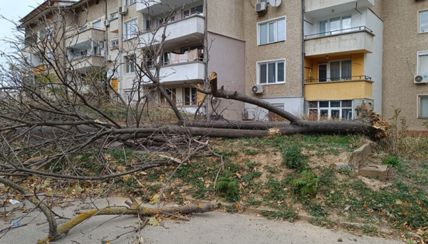 Десетки паднали дървета и клони след бурята в Русенско 