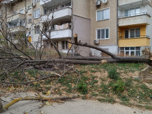 Десетки паднали дървета и клони след бурята в Русенско 