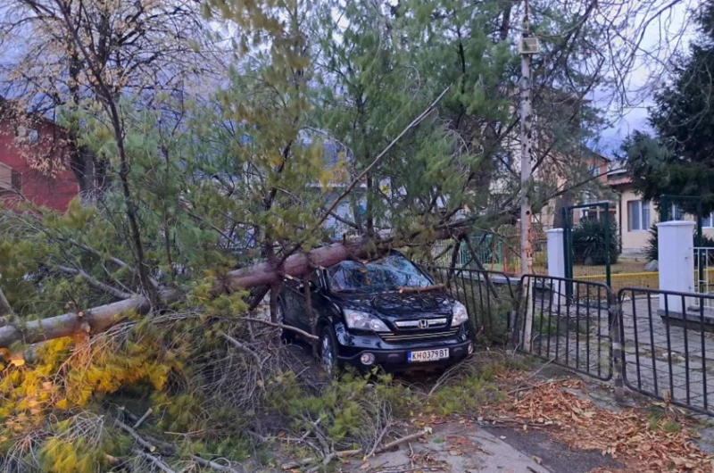 Силният вятър стовари бор върху кола в Дупница