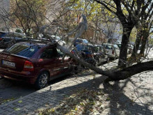 Заради силните ветрове: Паднали дървета, щети по автомобили и липса на електричество белязаха уикенда в Стара Загора