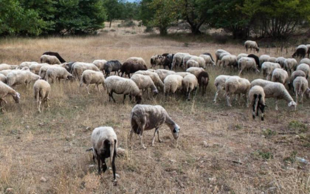 Днес ще бъдат взети повторни проби от животните във Велинград