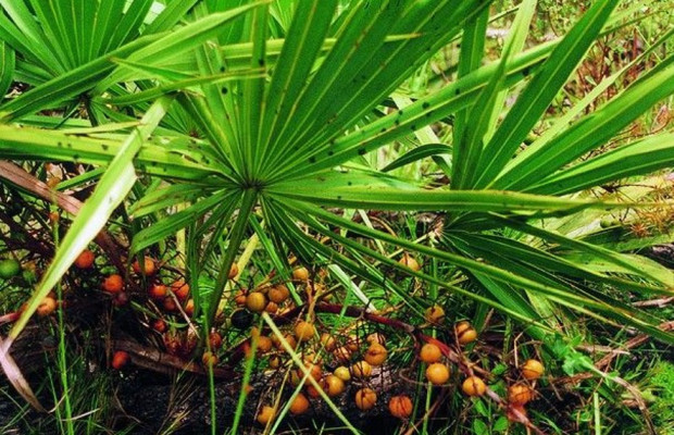 Американската палма джудже лат  Serenoa repens е от семейство Палмови