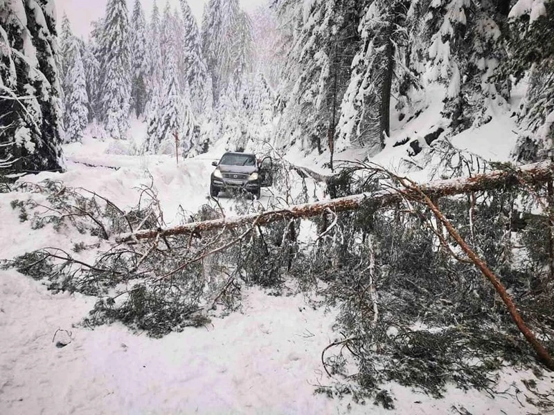 Пътят Банско - Шилигарника е затворен заради паднали дървета