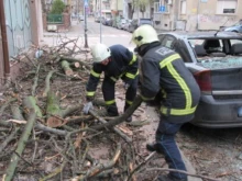 Дърво се стовари върху паркирани автомобили и счупи и прозорец на сграда в Русе 