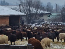 Шефът на БАБХ за чумата по овцете във Велинград: Собствениците ще получат пълно обезщетение в максимално кратки срокове