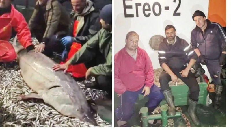 Рибари хванаха в Черно море екземпляр с дължина 2,55 м и тегло от 160 кг