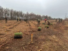 Заселяват изсъхналите гори край великотърновски сел