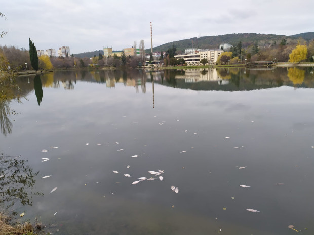 Старозагорци сигнализираха за мъртва риба в езерото Загорка, стопаните на водоема са категорични, че няма замърсяване