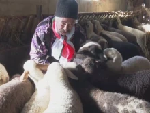 Лабораторията във Франция потвърди наличието на чума по животните във Велинград