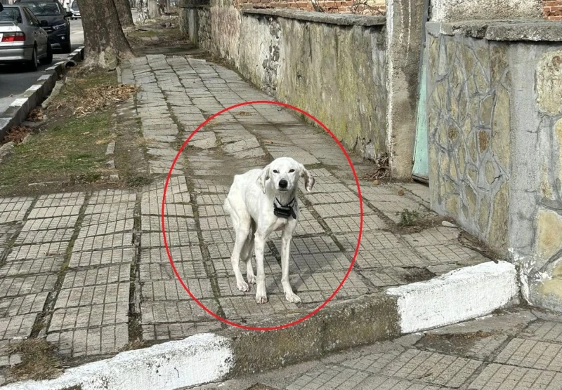 Въпрос: Защо кучето на издирвания 13-годишен Николай е съвсем чисто?