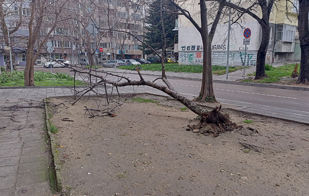 Дърво е паднало във Варна Причината е в силния вятър