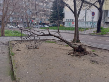 Силният вятър събори дърво във Варна