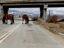 ОДБХ-Кюстендил съдейства на МВР   