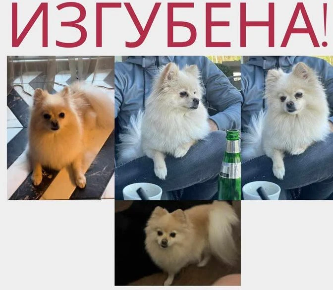 Издирва се, дават голяма награда за намирането му