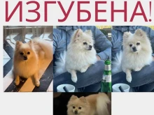 Издирва се, дават голяма награда за намирането му