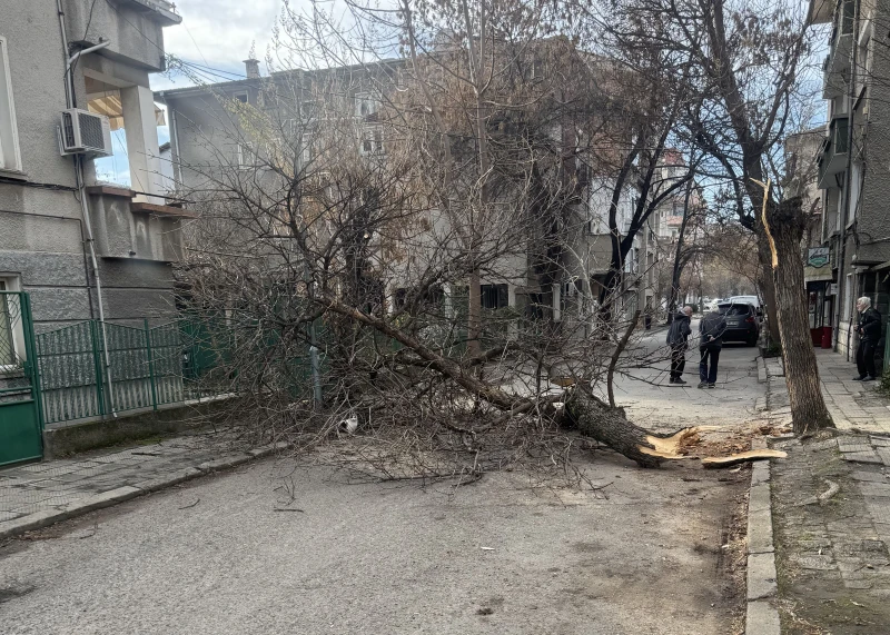 Паднало дърво блокира улица в Пловдив