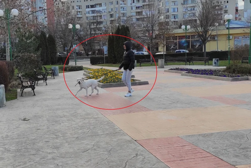 Пловдивчанин: Спрете да разхождате кучетата си там, където е забранено!