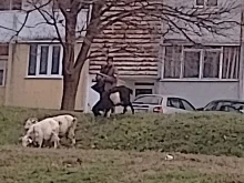 Русенец си пасе козите в "Чародейка-север"