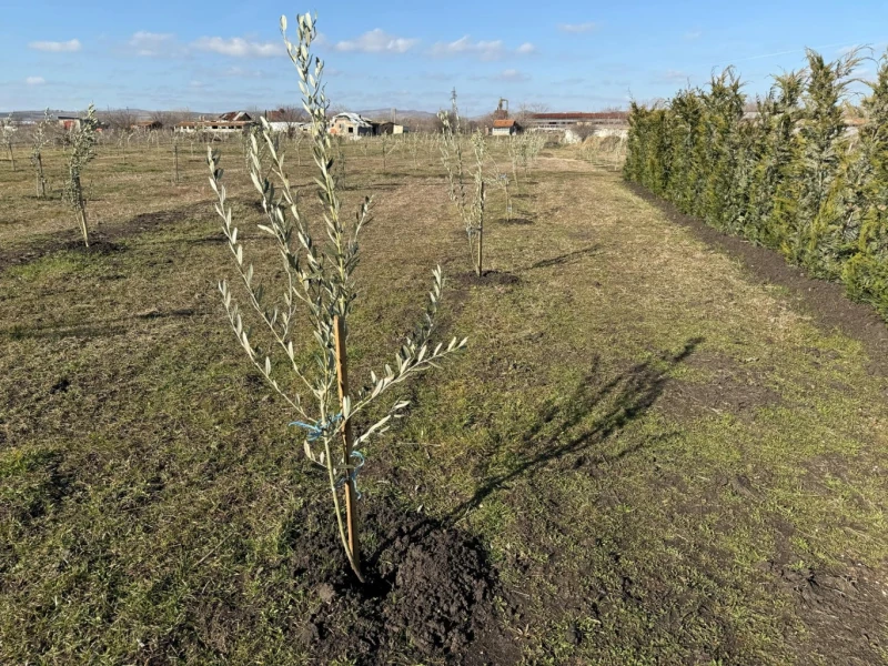 Първият по Черноморието масив с маслинови дръвчета вече е факт