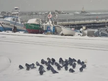 Наш Черноморски град осъмна със снежна покривка