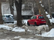 Задържани са собствениците на кучетата, които нахапаха две жени в Казанлък