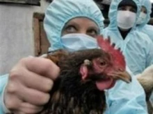 Трето огнище с птичи грип е открито в Пловдивска област