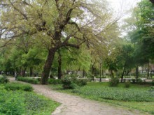 Чоплиш слънчоглед на земята в парка-глоба от 10 до 50 лв.