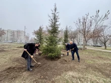 Кметове садиха дръвчета в район "Южен" в Пловдив