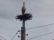 Село Червен брег посрещна предвестника на пролетта