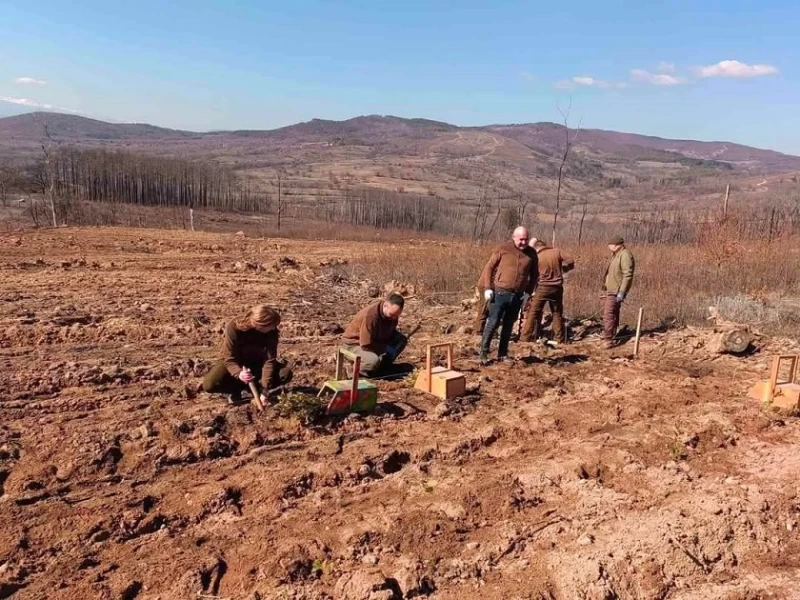 ЮЦДП – Смолян с кампания за залесяване на 155 дка опожарени гори