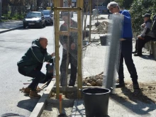 Започна засаждането на нови дървета и храсти по протежението на улица "Братя Миладинови" в Благоевград