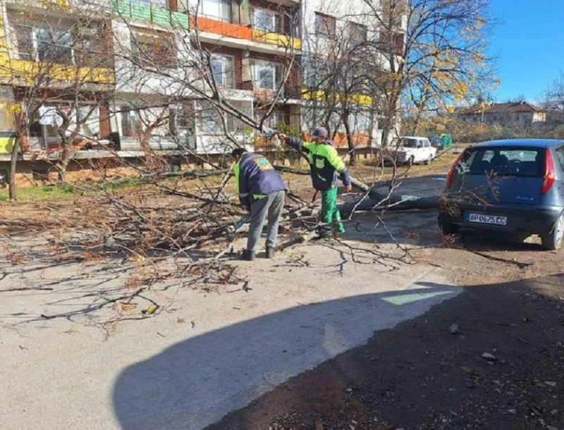 Паднали дървета и клони във Враца заради силния вятър