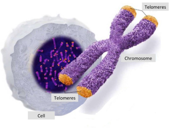 Учени: За да останем млади, се нуждаем от по-дълги теломери