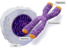 Учени: За да останем млади, се нуждаем от по-дълги теломери
