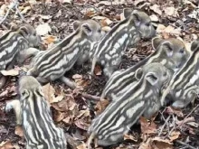 Стабилна е популацията на дива свиня на територията на Южноцентрално държавно предприятие – Смолян