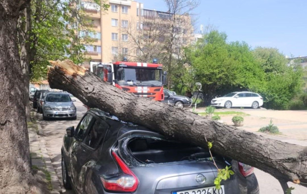 Дърво е се стовари върху автомобила на столичанин Това съобщиха