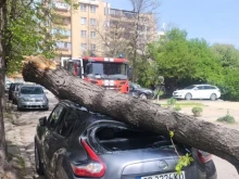 Дърво премаза автомобил в столицата