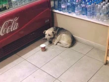 Ако видите безстопанствено куче, обадете се на тези телефони