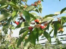 Ще се сбъдне ли прогнозата за 50 лв. за килограм череши?