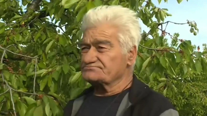 Производител: Нормално е черешите у нас да струват 50-60 лева за килограм