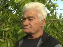 Производител: Нормално е черешите у нас да струват 50-60 лева за килогра...