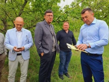 Искат обезщетение за над 300 000 дка измръзнали площи в страната