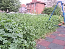 Джунгла в центъра на Ямбол! Рай за кърлежите