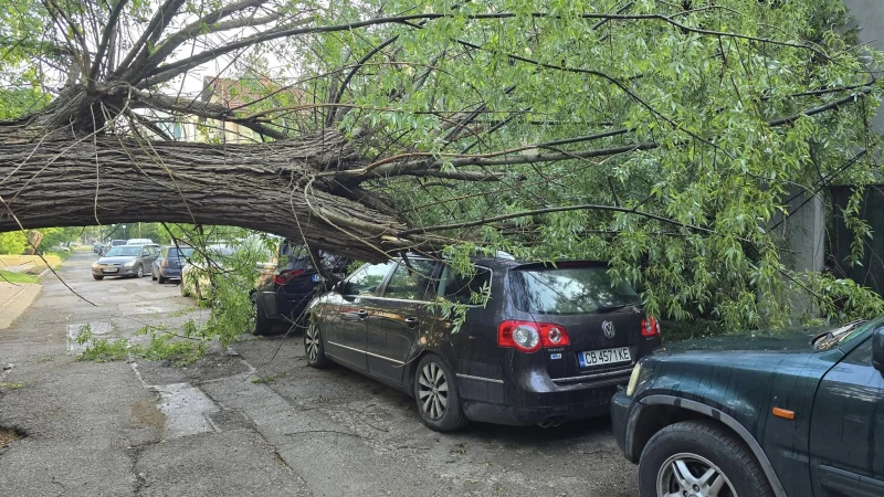 Огромно дърво се разцепи и стовари върху автомобили в София