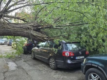 Огромно дърво се разцепи и стовари върху автомобили в София