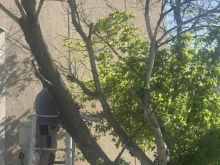 Кметицата на "Западен" обясни защо режат дървета