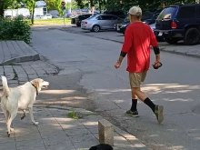 Притеснена майка: Кога ще има глоби за кучета без повод в Пловдив?